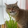 ベジタリにゃん🐾's profile picture