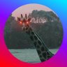 Jeff The Crypto Interpreter's profile picture