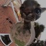 ninuninun profil fotoğrafı
