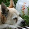 JenDogLover profil fotoğrafı