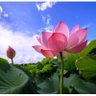 Lotus's profile picture