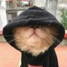 Obiwandinobi's profile picture