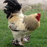 猫コッコ(要冷蔵)🐔🇹🇭's profile picture