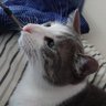 けん猫＠映画音楽とサッカーと猫日和 profil fotoğrafı