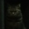 山猫 profil fotoğrafı