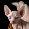 Sphinx's profile picture