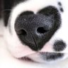 狗啊狗's profile picture