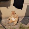 Leon's profile picture