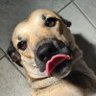sei lá's profile picture