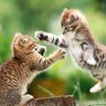 Profilbild von Dueling Kitties