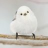 ことり 的头像
