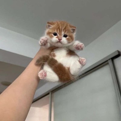 🐥𝒜𝓃𝑔𝒜𝓃𝑔🐥's profile picture