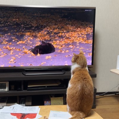 Chikuwanopapa's profile picture