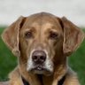 Kramer the Wonder Dog 的头像