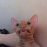 Profilbild von phanta