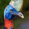 Profilbild von Cassowary Gal