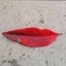 Kuboka's profile picture
