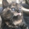 Kitty profil fotoğrafı