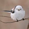 蒼色白うさぎ profil fotoğrafı