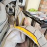 Profilbild von Selkie