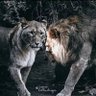 القلم القلم's profile picture