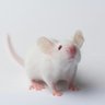 Algernon 🇺🇲🇬🇧🇮🇱's profile picture