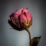 Фото профиля a(B)ivora