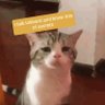 Crypto Cat 🟣🗝️💡🟣's profile picture