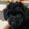 Фото профиля KenKen🐶