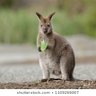 Wallaby Joe's profile picture