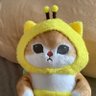 解毒中のネコ 的头像