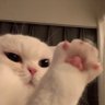 Фото профиля Cat