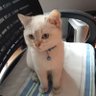 Orhan's profile picture