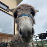 startrain's profile picture