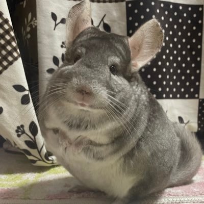 ユキカホ くうママ's profile picture