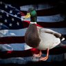 Patriot Duck 🇺🇸 profil fotoğrafı