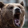 Profilbild von BrownBear🏴󠁧󠁢󠁥󠁮󠁧󠁿🇨🇭🇺🇸