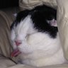 Profilbild von samo