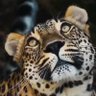 Stella Loriato profil fotoğrafı