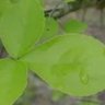 Leafy Kusadayo profil fotoğrafı