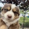 perceval from cozy chat's profile picture