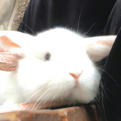 A_GRUMPY_BITCH's profile picture