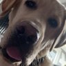 charlie hanson's profile picture