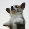 Фото профиля rollo