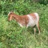Jamo 🇳🇬🐐 profil fotoğrafı