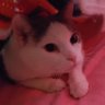 Profilbild von Moe Has a Good Life