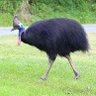 Casuarius's profile picture