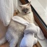 𝒟𝒾𝒶𝓃𝒶 profil fotoğrafı