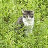 にゃじにゃじら profil fotoğrafı