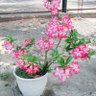 Фото профиля KomenSambilNgopi